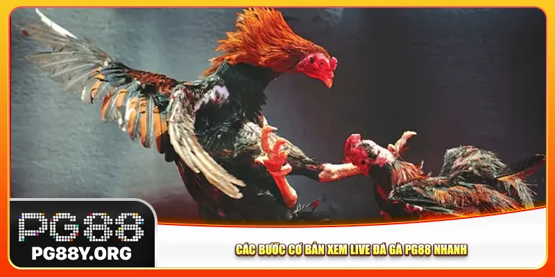 Các bước cơ bản xem live đá gà Pg88 nhanh Các bước cơ bản xem live đá gà Pg88 nhanh