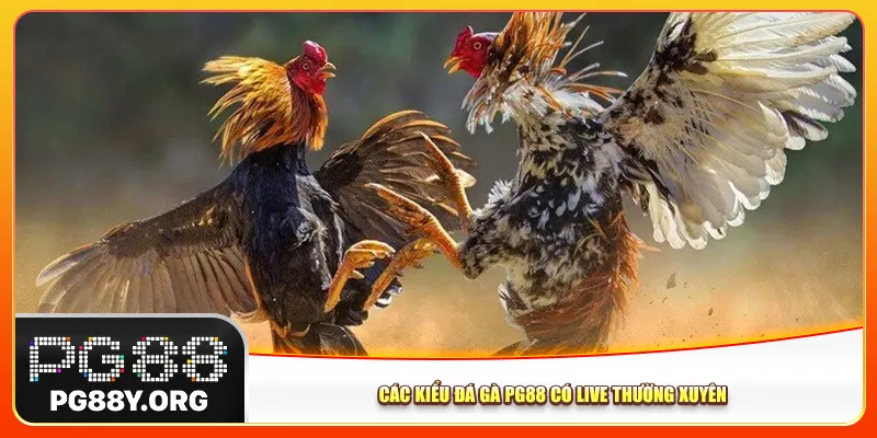 Các kiểu đá gà Pg88 có live thường xuyên Các kiểu đá gà Pg88 có live thường xuyên