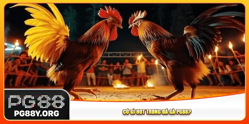 Có gì hot trong đá gà Pg88? Có gì hot trong đá gà Pg88?