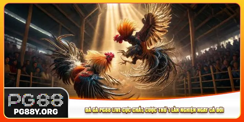 Đá Gà Pg88 Live Cực Chất, Cược Thử 1 Lần Nghiện Ngay Cả Đời